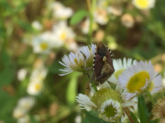 Dolycoris baccarum