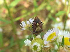 Dolycoris baccarum