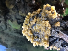 Halichondria bowerbanki