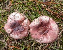Russula integra