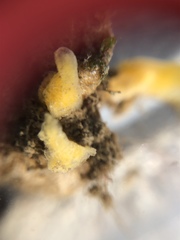 Halichondria bowerbanki