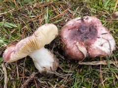 Russula integra