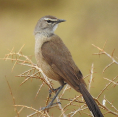 Karoo Scrub-Robin photo 2