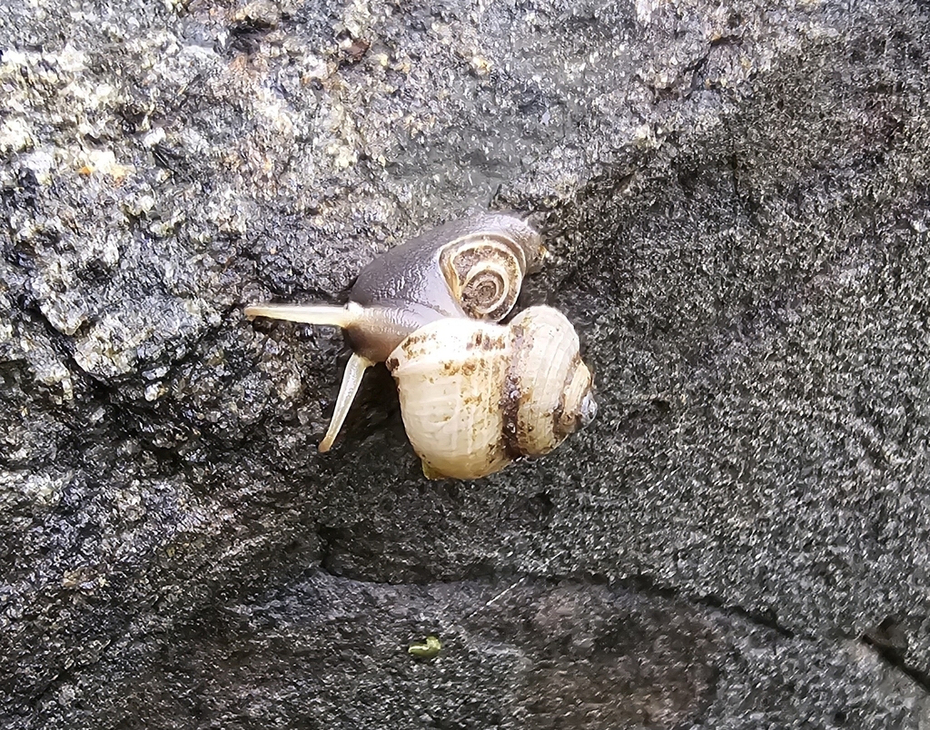 Rochebrunia hinduorum