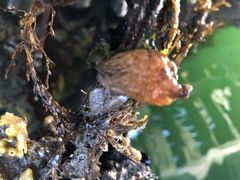 Styelidae