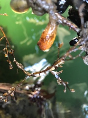 Styelidae