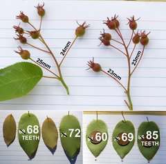 Amelanchier × intermedia