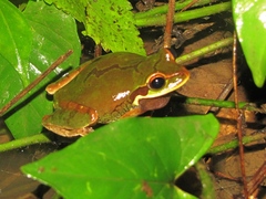 Smilisca cyanosticta