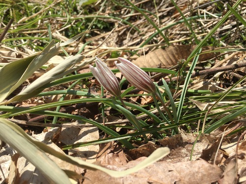 Image of Amana edulis by no rights reserved