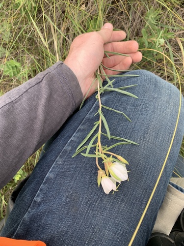 Image of Oenothera nuttallii by no rights reserved