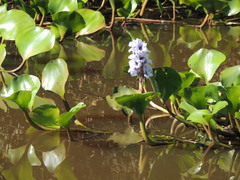 Pontederia azurea