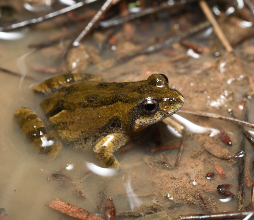 Small Western Froglet