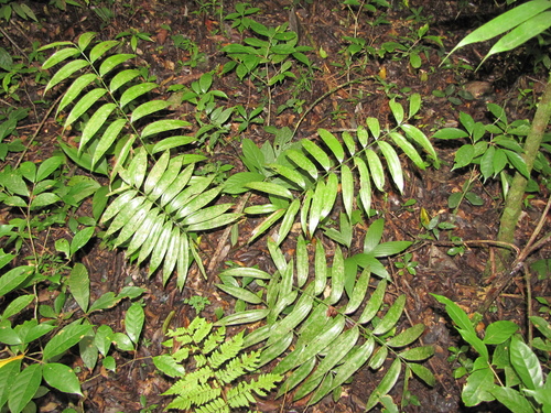 Zamia decumbens