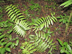 Zamia decumbens