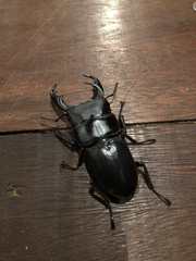 Dorcus reichei prosti