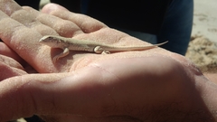 Liolaemus occipitalis