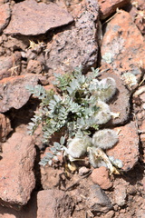 Astragalus newberryi