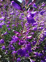 Penstemon sepalulus