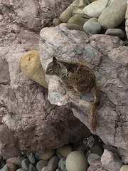 Otospermophilus beecheyi