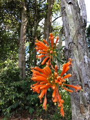 Pyrostegia