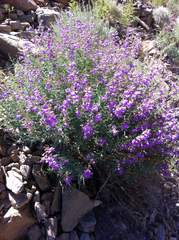 Penstemon sepalulus