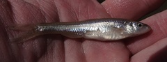 Notropis dorsalis