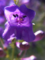 Penstemon sepalulus