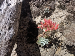 Dudleya cymosa pumila