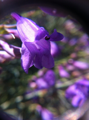 Penstemon sepalulus