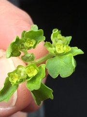 Chrysosplenium