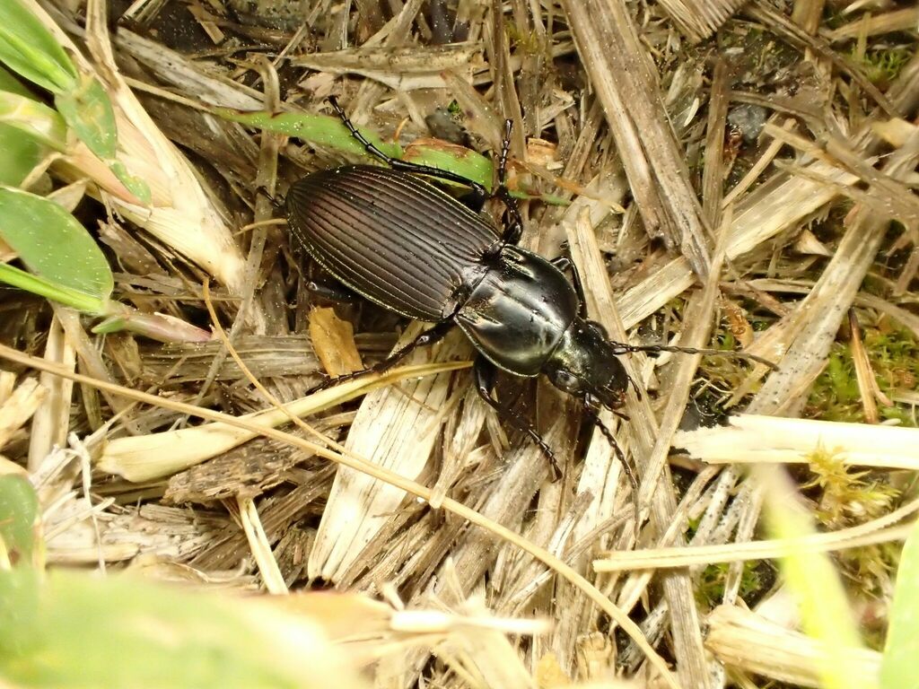 オオキンナガゴミムシ