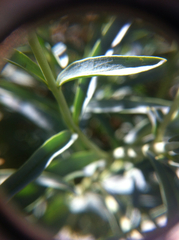 Penstemon sepalulus