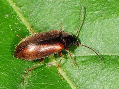 Isomira