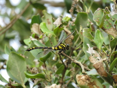Ictinogomphus pertinax
