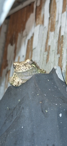 Gray Treefrog photographed in Rhode Island