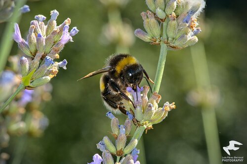 Žeminė kamanė nuotrauka