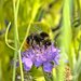 Red-tailed Bumble Bee - Photo (c) Luis P. B., some rights reserved (CC BY-NC), uploaded by Luis P. B.