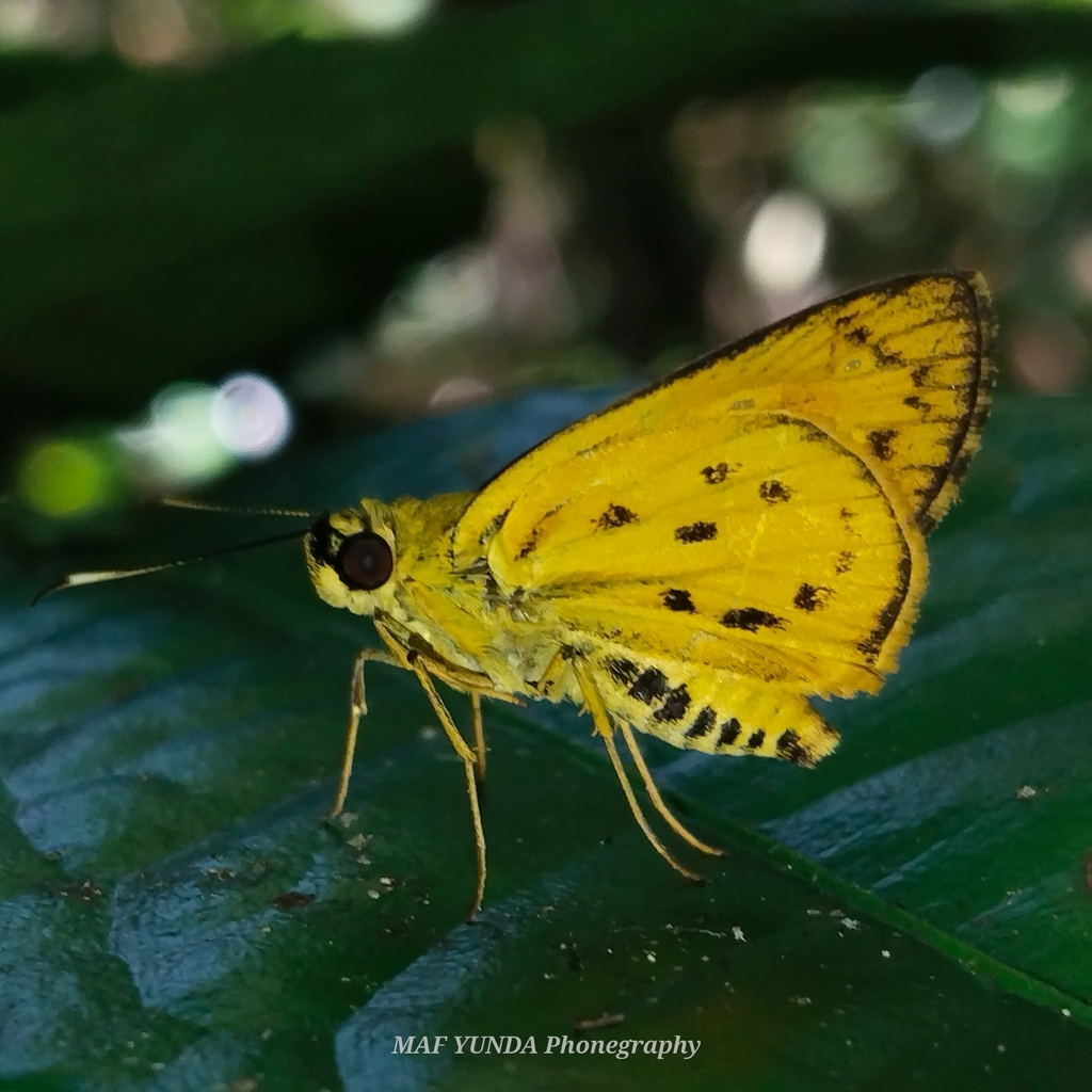 Plastingia flavescens