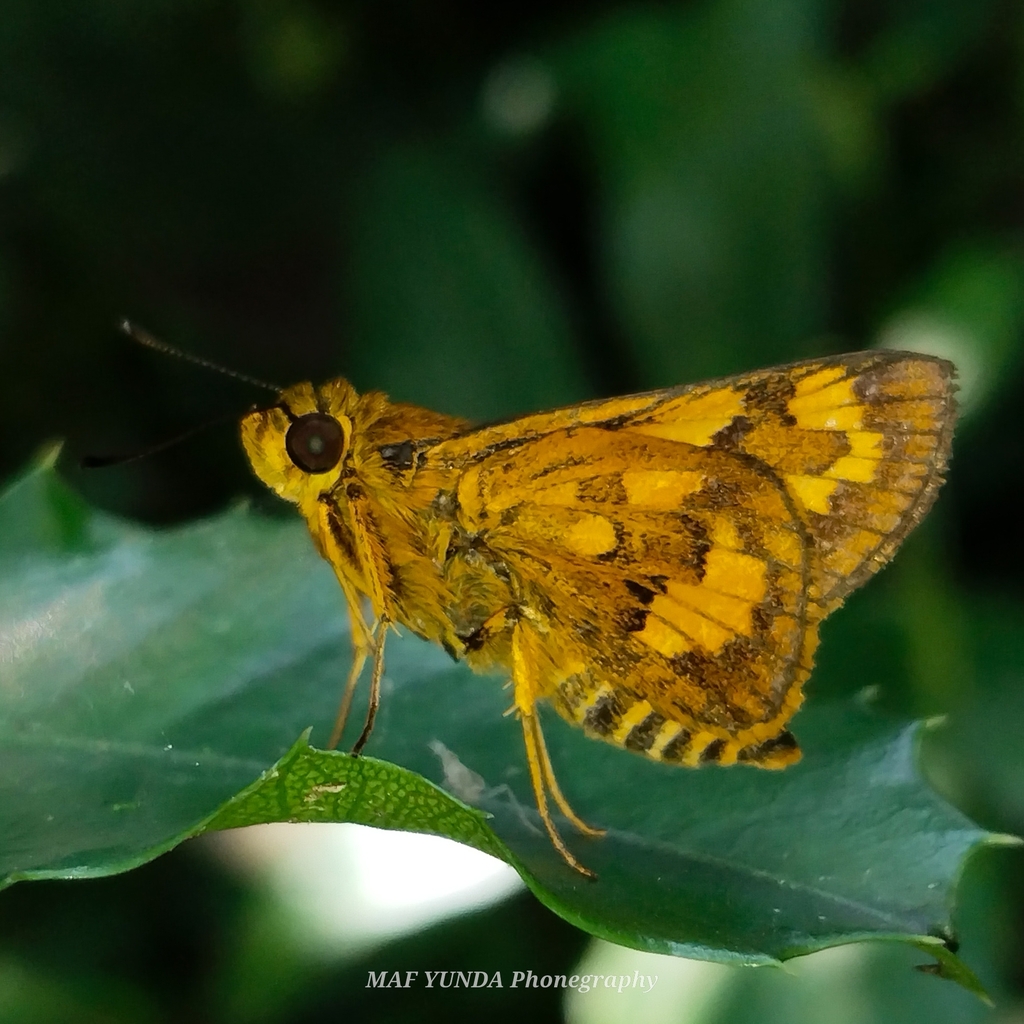 Potanthus hetaerus