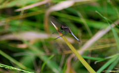 Erythrodiplax paraguayensis