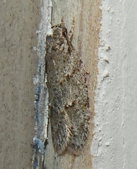 Semioscopis inornata