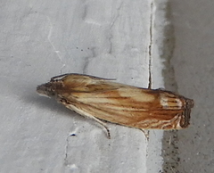 Eucosma radiatana