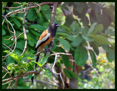 Dendrocitta vagabunda