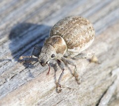 Philopedon plagiatum