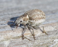 Philopedon plagiatum