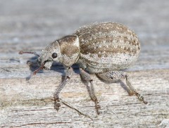 Philopedon plagiatum