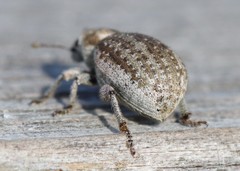 Philopedon plagiatum