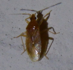 Cimicoidea