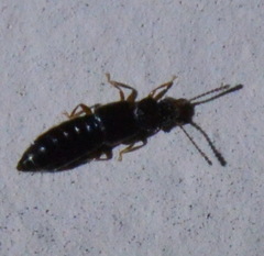 Oxytelinae