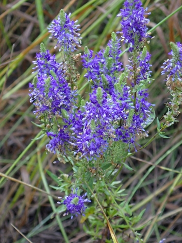 Image of Veronica spuria by (c) Pavel Borodin, some rights reserved (CC BY)